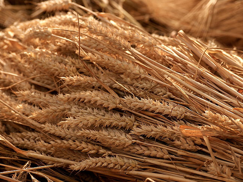 真菌毒素快速檢測儀可實現(xiàn)快速定量檢測