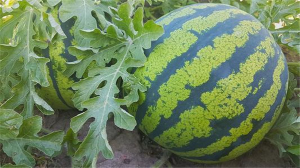 果蔬農(nóng)藥殘留速測儀檢測水果農(nóng)殘 果蔬農(nóng)藥殘留速測儀檢測水果農(nóng)殘